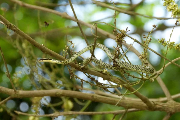 Zelený had na stromě. — Stock fotografie