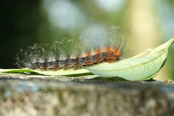 Furry caterpillars eating leaves in the forest. — Stock Photo, Image