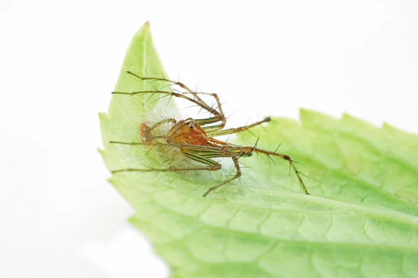 Spider spines on the leaves. — Stock Photo, Image