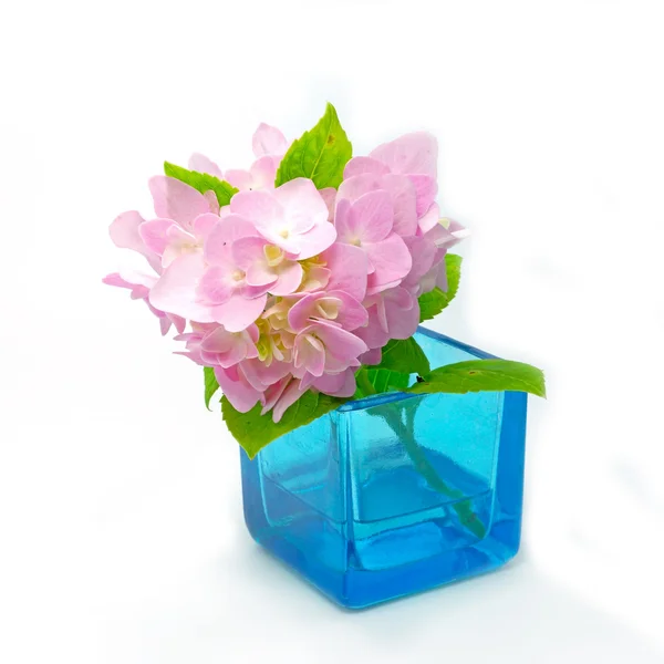 Roze hortensia bloemen in blauw glas. — Stockfoto