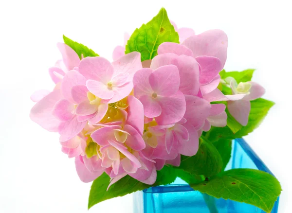 Flores de hortensias rosadas en vidrio azul . — Foto de Stock