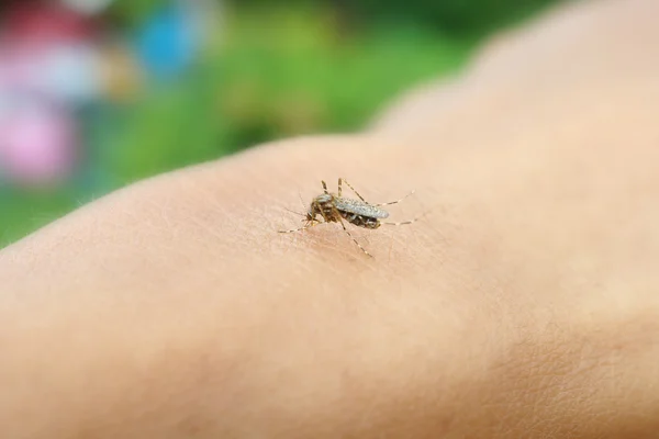 Komár sání lidské krve — Stock fotografie