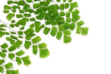 Adiantum fern leaves on white background clipart