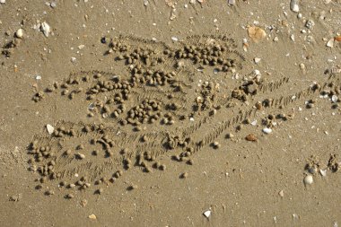 Yengeç gelen kum doku