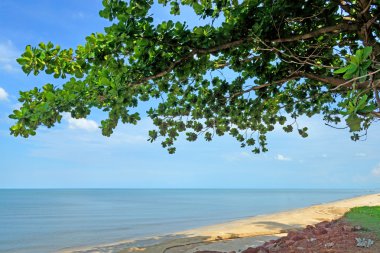 yaprakları ile mavi gökyüzü arka plan.