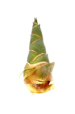 Bambu sürgün izole beyaz zemin üzerine.