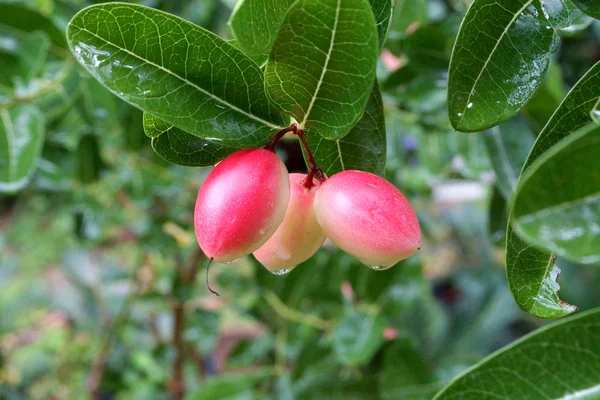 Super frutta, Nome scientifico Carissa carandas Linn . — Foto Stock