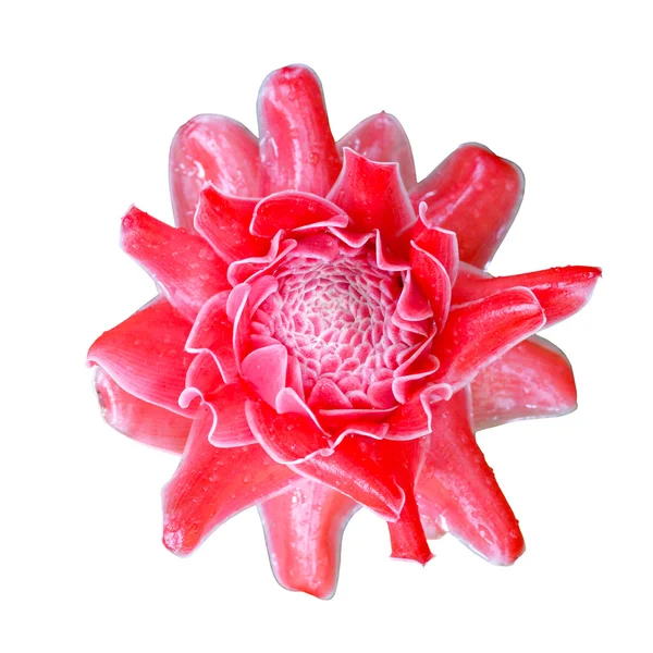 Flor vermelha tropical de etlingera elatior — Fotografia de Stock