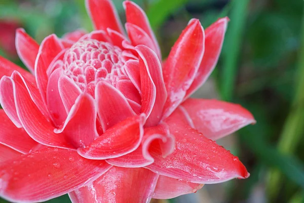 Etlingera 丽格的热带朵红色的花 — 图库照片