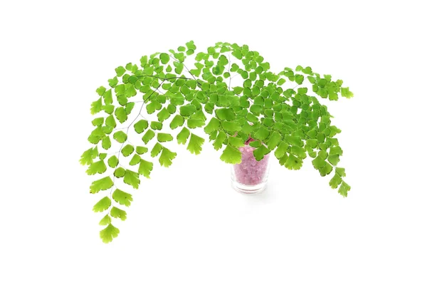 Adiantum fern leaves on white background — Stock Photo, Image