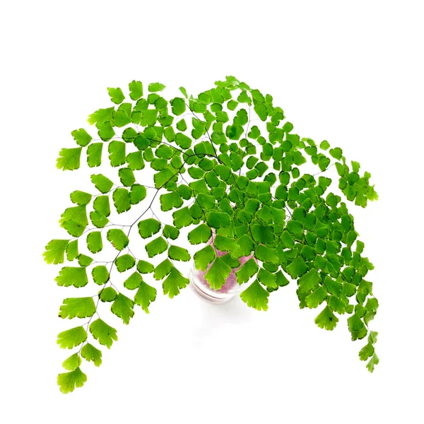 Adiantum fern verlaat op witte achtergrond — Stockfoto