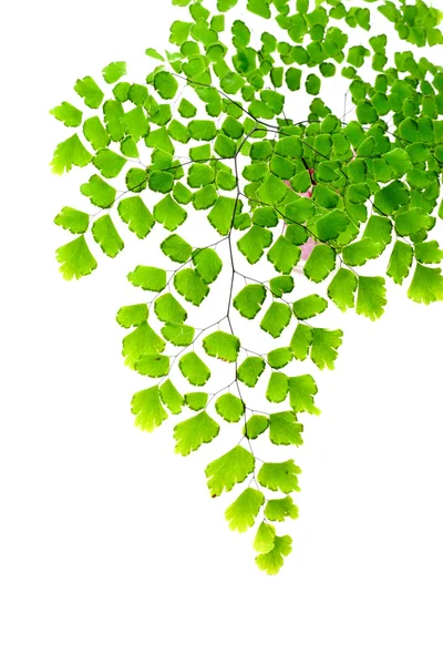 Feuilles de fougère adiantum sur fond blanc — Photo