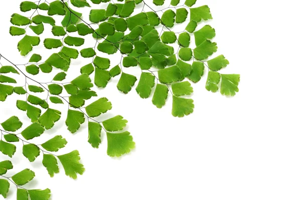 Foglie di felce Adiantum su sfondo bianco — Foto Stock