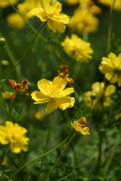 Fleur jaune Cosmos — Photo