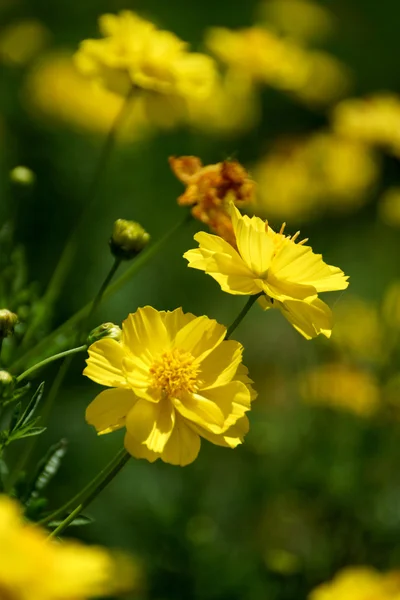 Yellow Cosmos flower — Stock Photo, Image