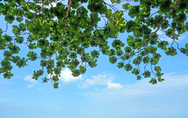 Fundo céu azul com folhas . — Fotografia de Stock