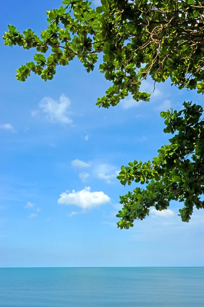 Blauwe hemelachtergrond met bladeren. — Stockfoto