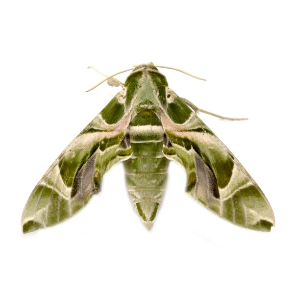 Oleander Hawk moth (Daphnis nerii) изолирован на белом фоне — стоковое фото
