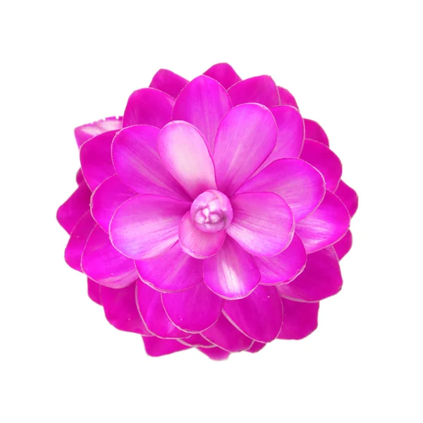 Fiore di zenzero rosa — Foto Stock