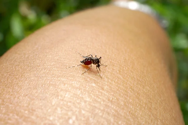 Mosquito sucking human blood — Stock Photo, Image