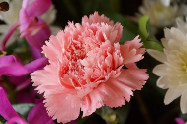 sprey karanfil çiçek kadar kapatın