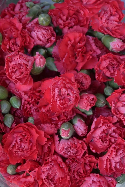 Close up spray carnation flower — Stock Photo, Image