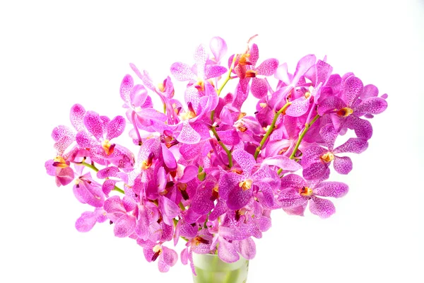 Pink mokara orchids isolated on white background. — Stock Photo, Image