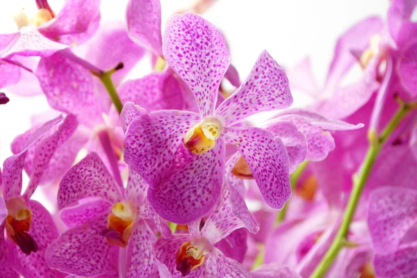 Růžové mokara orchideje izolované na bílém pozadí. — Stock fotografie