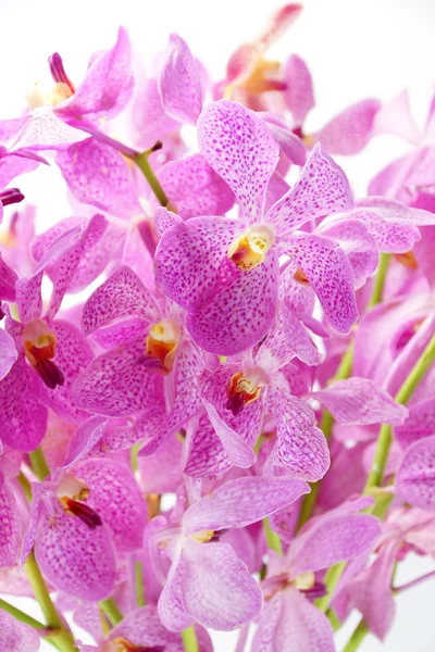 Růžové mokara orchideje izolované na bílém pozadí. — Stock fotografie
