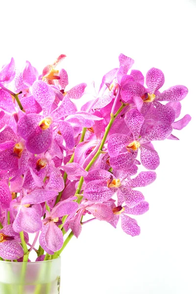 Pink mokara orchids isolated on white background. — Stock Photo, Image