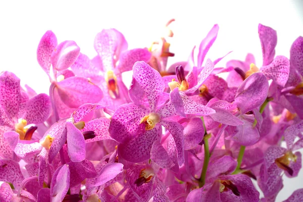 Beyaz arkaplanda izole edilmiş pembe mokara orkideleri. — Stok fotoğraf