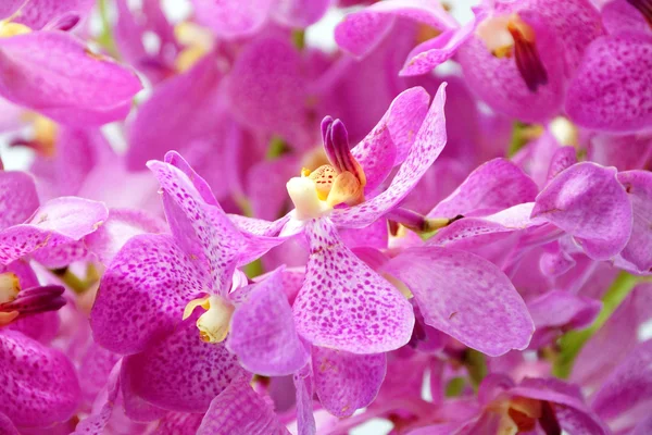 Rosa Mokara-Orchideen isoliert auf weißem Hintergrund. — Stockfoto