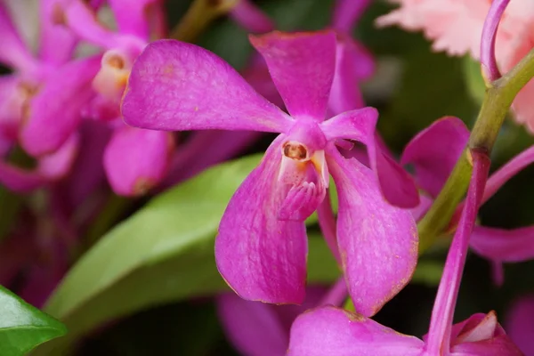 Розовые мокара-орхидеи . — стоковое фото