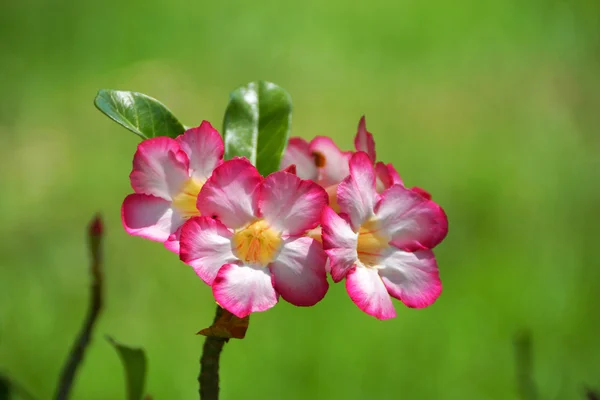 Pustynia rose, impala lilia, makiety Azalia. — Zdjęcie stockowe