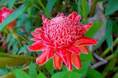 etlingera elatior tropikal kırmızı çiçek