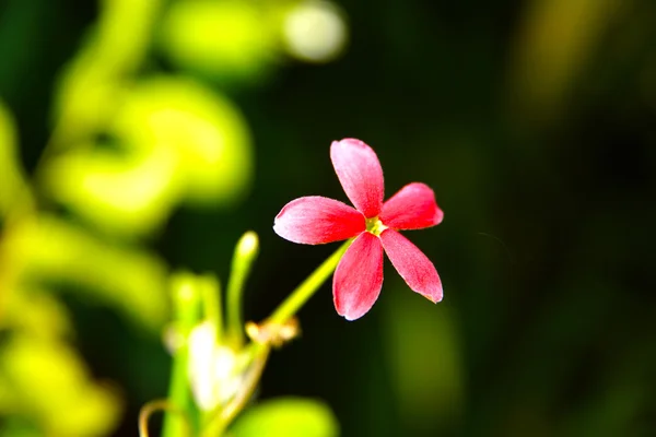 Красный цветок Rangoon ползучий в саду — стоковое фото