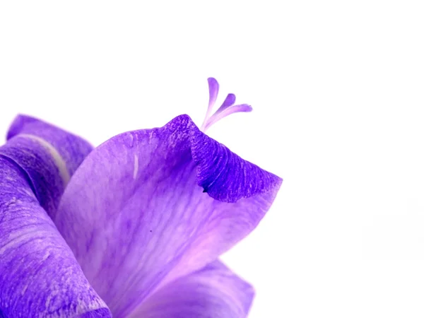Fiori di gladiolo viola su sfondo bianco . — Foto Stock