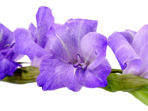 Purpurowe gladiolus kwiaty na białym tle. — Zdjęcie stockowe