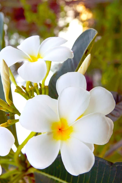 Beyaz frangipani çiçekler. — Stok fotoğraf