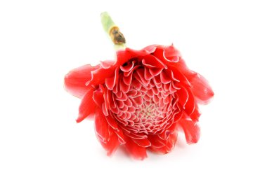 etlingera elatior tropikal kırmızı çiçek