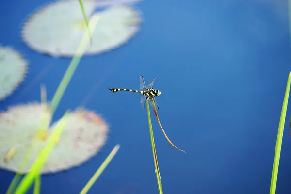 Dragonfly în grădină . — Fotografie, imagine de stoc