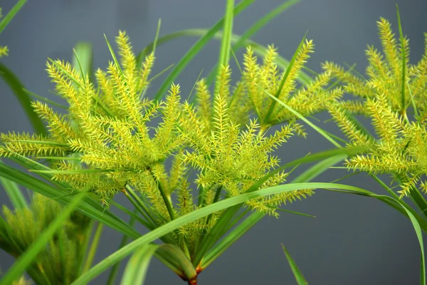 Цветок Cyperus odoratus L. (papyrus ) — стоковое фото