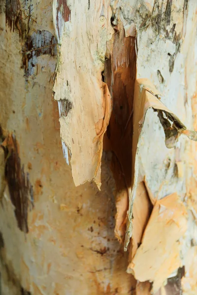 Bark used to make paper. — Stock Photo, Image