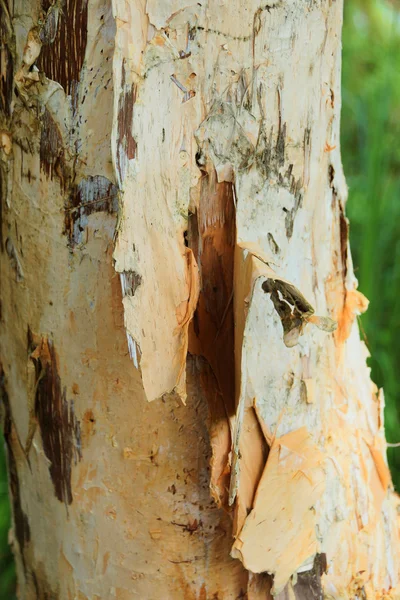 Bark used to make paper. — Stock Photo, Image