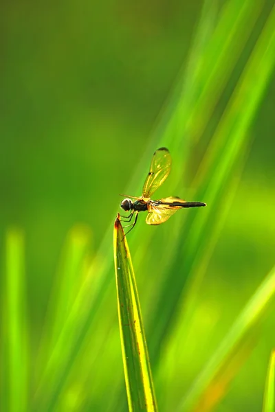 Libélula no jardim. — Fotografia de Stock