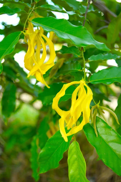 Yellow flower of Dwarf Ylang-Ylang., Scientific name: Cananga fr — Stock Photo, Image