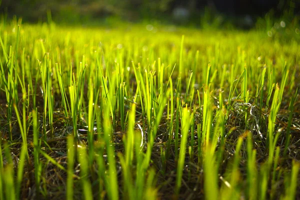 Grama regenerar no jardim . — Fotografia de Stock