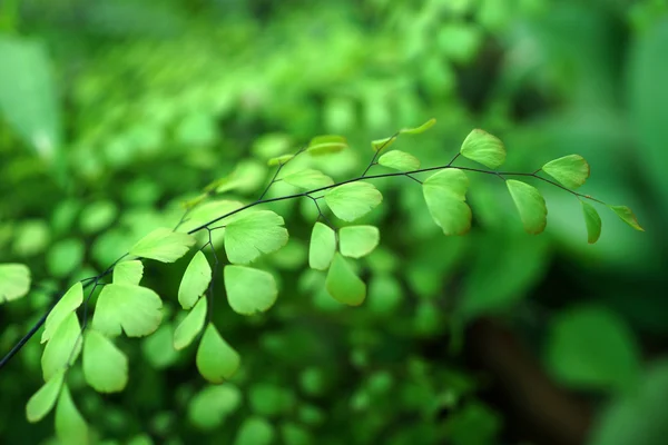 Adiantum kapradina listy v deštném pralese. — Stock fotografie