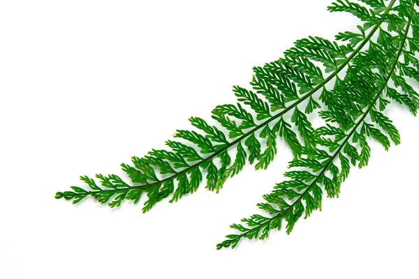 Knol zwaardvaren, zwaardvaren. wetenschappelijke naam: asplenium thunber — Stockfoto