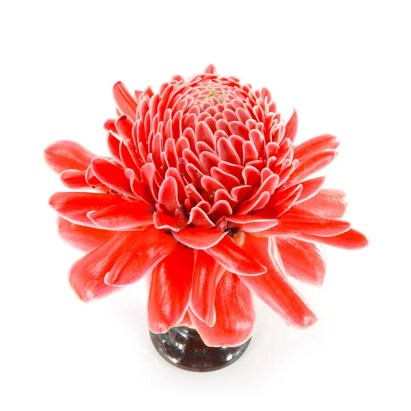 Tropikalny czerwony kwiat etlingera wyniosła — Zdjęcie stockowe